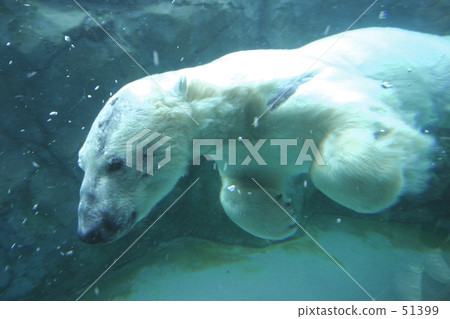 Polar bear Polar bear 51399