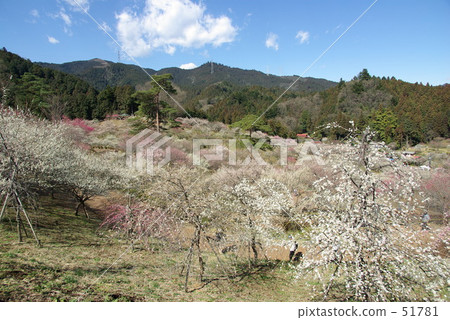 Yoshino Umehoshi Ome City Yoshino Umehoshi Ome City 51781