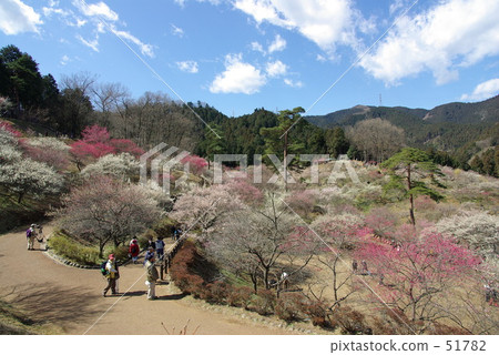 Yoshino Umehoshi Ome City 51782