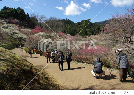 Yoshino Umehoshi Ome City Yoshino Umehoshi Ome City 51783