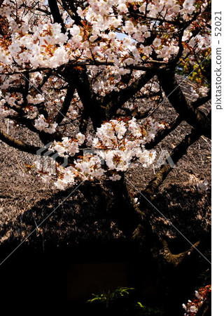 SATO ZAKURA 52021