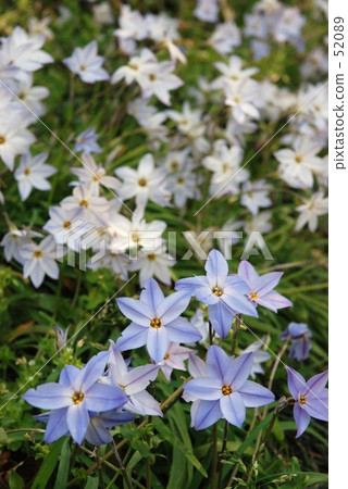 春天·開花 春天·開花 52089