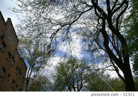 Green and sky Green and sky 52321