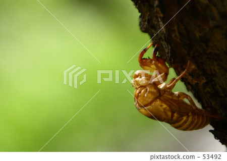 slough, cast-off skin, cicada 53492