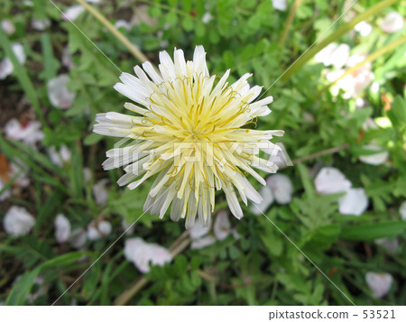 White dandelion White dandelion 53521