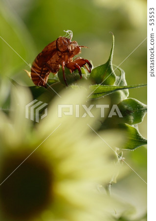 Cicadian chaff 2 Cicadian chaff 2 53553
