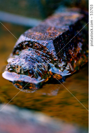 Bathing beauty Bathing beauty 53703