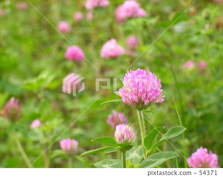 莫莫步行道 54371