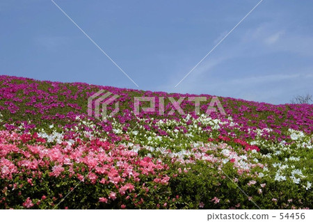 Under the blue sky 54456