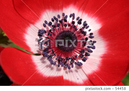 Hananashi 0504 54458