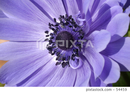 Anemone 0506 54459