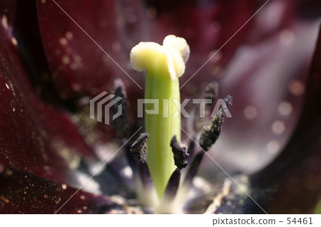 Hanasan 0512 Hanasan 0512 54461