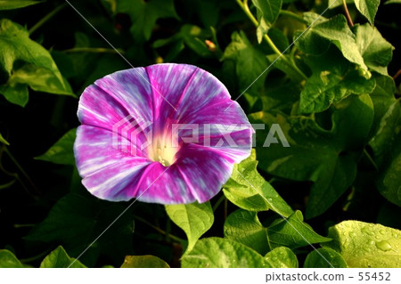 喇叭花 55452