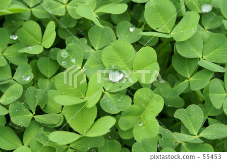 來自天堂的禮物 55453