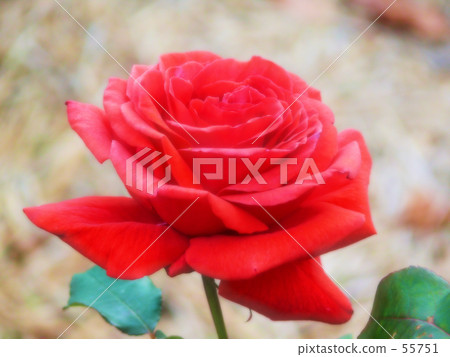 玫瑰	 55751