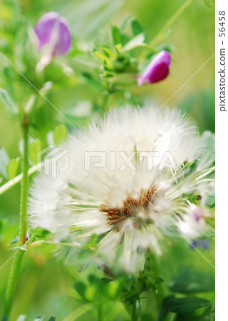 閃閃發光的春天 56458