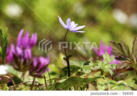 黃色春天烏龜 56695