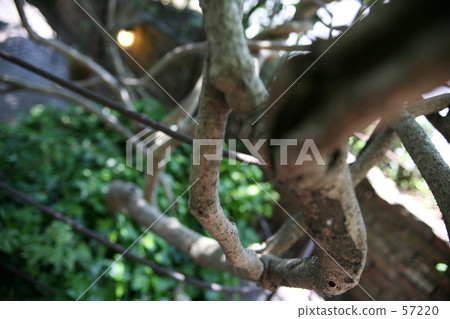 Branch, no stem 57220