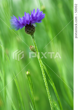 Moe Tatsu Green·Yakariku 58002