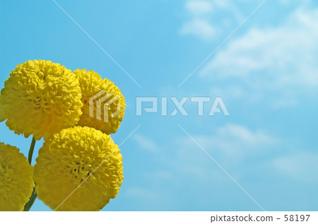 黃色花和藍天 黃色花和藍天 58197