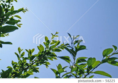 A tree extending into the blue sky 58225