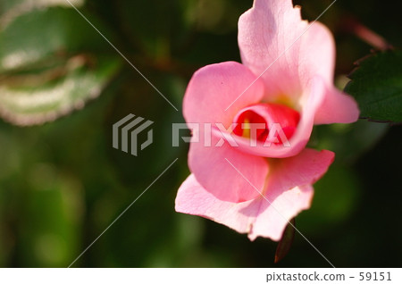你要獻花的花 你要獻花的花 59151