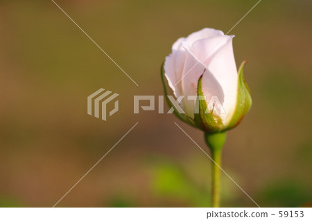 你要獻花的花 你要獻花的花 59153