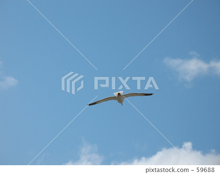 Blue Sora and Seki * 59688