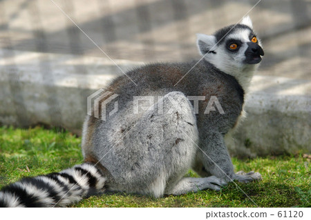 Abyssinian colobus 61120