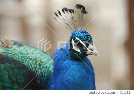 Peacock 61121