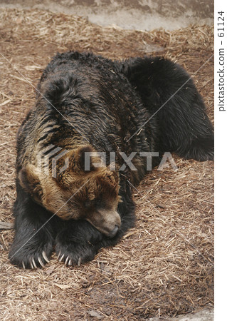 Brown bear Brown bear 61124