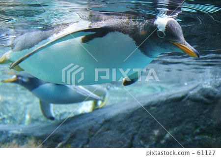 Gentoo penguin 61127