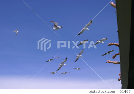 gull, sea gull, flap 61495