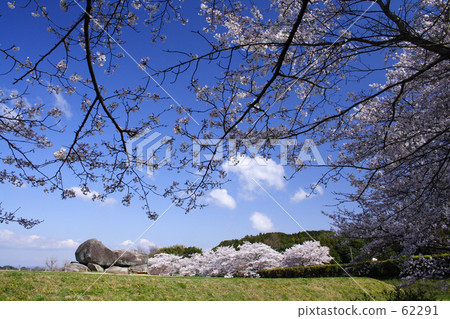Cherry blossoms of the stone stage Tumulus Cherry blossoms of the stone stage Tumulus 62291