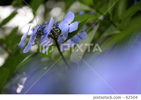 Hydrangea blue Hydrangea blue 62504