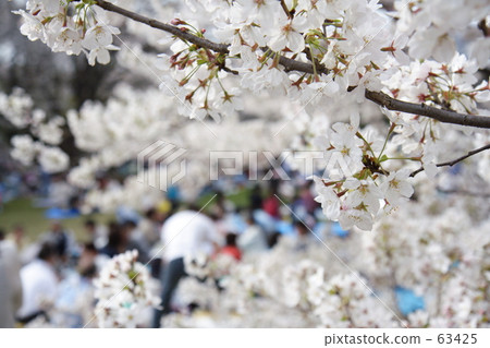 Ohanami 1 63425