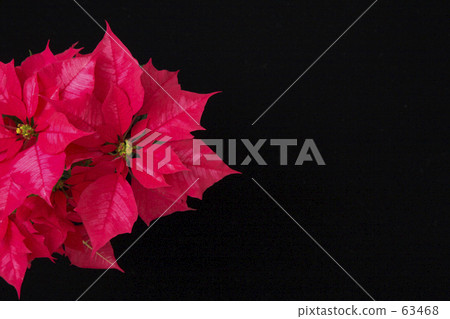 Poinsettia 63468