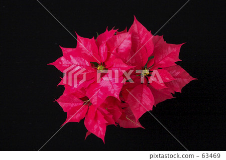 Poinsettia 63469