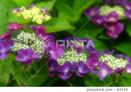 Hydrangea 8 64238