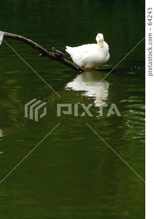 Waterfowl and tortoise 64243