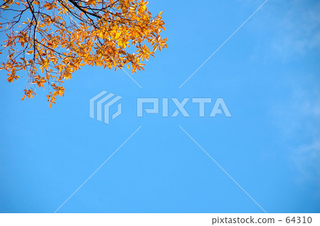 Autumn leaves Autumn leaves 64310