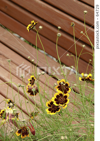 Cosmidium · Filipinense 64729