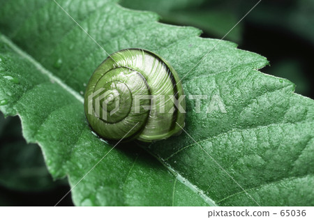 snails 65036