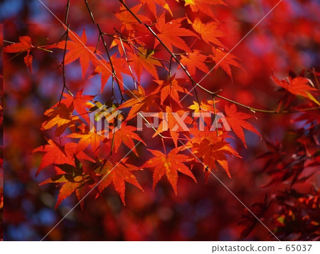 Autumn leaves Autumn leaves 65037