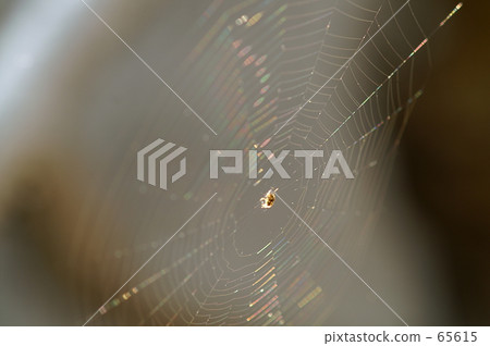 閃耀著彩虹色 65615