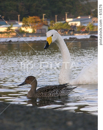 Swan Swan 65876