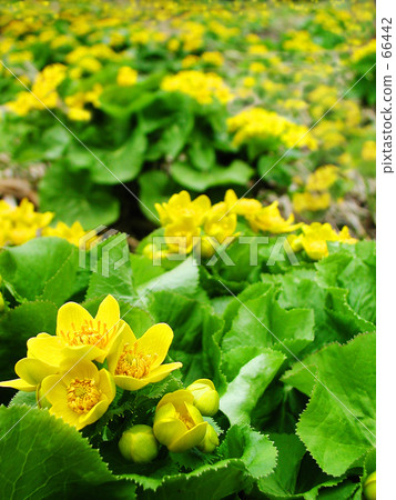 早春第9集 早春第9集 66442