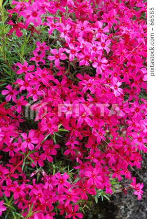 Moss phlox Moss phlox 66588