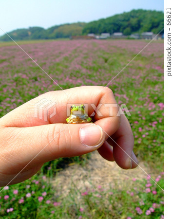青蛙和黃芪領域 66621