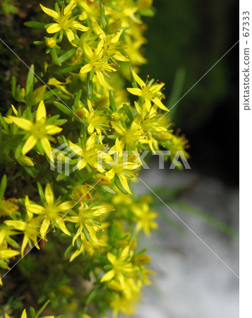 開花在小河的黃色星 67333